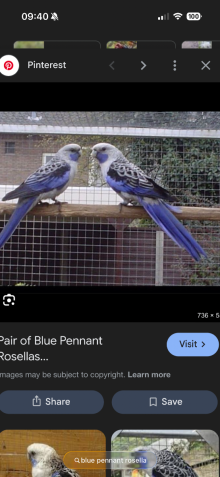 Blue pennant rosella and crimson rosella