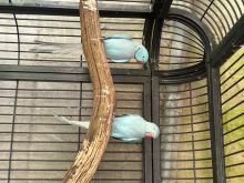 Adult ringneck pair 