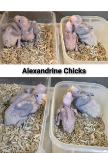 Alexandrine Parakeet Chicks Available – 