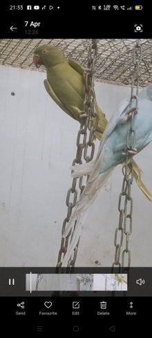 Mature 3 year old dominant pied./whwt/bl