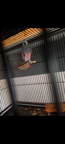 Red​ Factor African Grey Hen