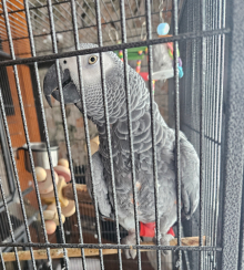 African grey for swap 