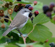 LESSER WHITETHROAT COCK