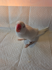 Baby Ringnecks