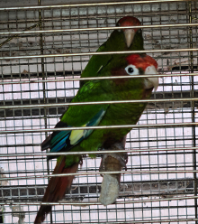 Rose crowned conures 