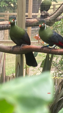 White cheek Turaco 
