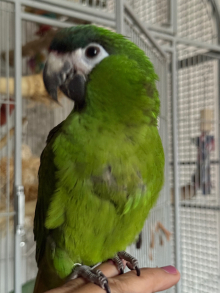 Hahns macaw