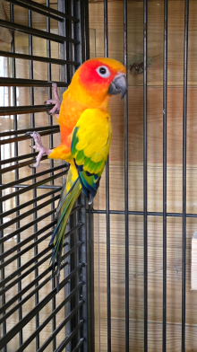 Sun conure female. DNA sexed. 15 months.