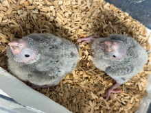 Hand-reared conures 