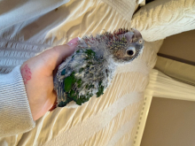 Hand-reared conures 