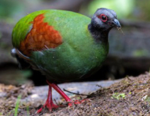 Roul Roul Partridge Hen