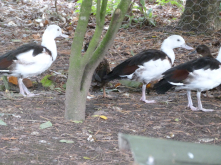 Radjah Shelducks