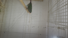 Hen pied parrot finch  swap 
