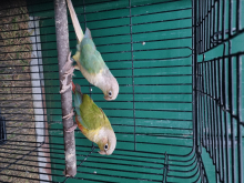 2025 Pair conure 