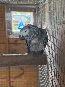 pair of african greys