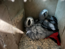 African Grey Hen **Wanted***