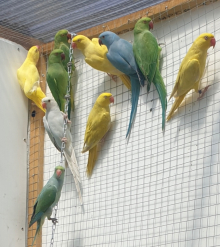 Yellow Indian Ringneck 