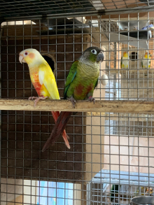 Conures for sale 