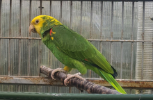 WANTED DYH Amazon Adult Male 