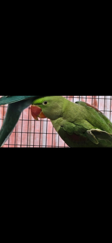 Green split blue alexandrine male