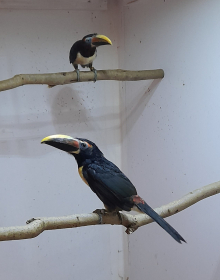 Pair of green aricaris 