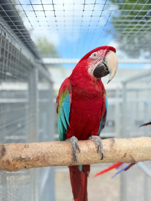 Proven Male Green Wing Macaw