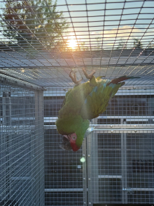 Proven Female Military Macaw 