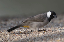 White eared bulbul