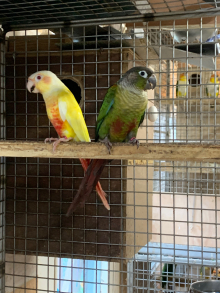 Conures for sale 