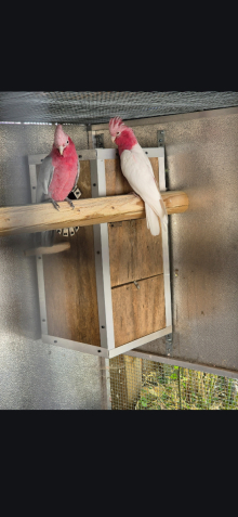Galahs 