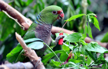 Wanted Male Vinecious Amazon