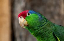 Wanted Male Red Crowned Amazon