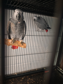 African grey Breeding Pair 