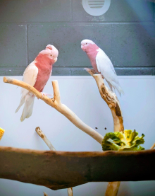 Lutino Galah Breeding Pair. 
