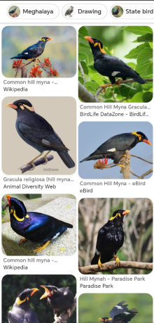 Hills Mynah/Superb Starling Pairs. 