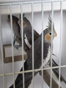 Corse & Staunton bird sale 