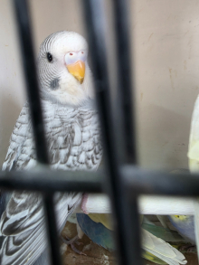 Budgerigars  finches
