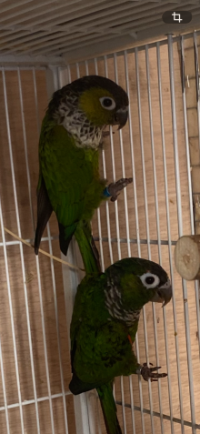 Conures 