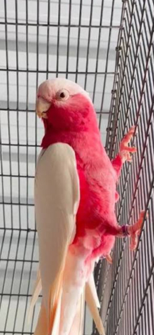 Lutino galah male 