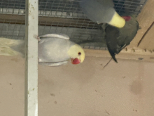 Pied ringneck clear tail 