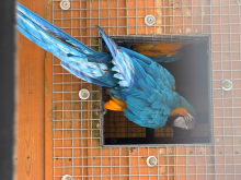 Blue & gold macaws