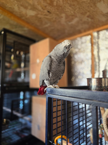 12 year old african grey