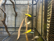 Ringnecks 