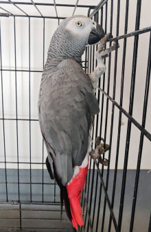 Genuine African Grey Pair