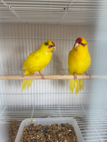 Hand reared Kakarikis 