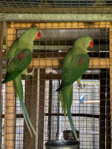 Mutation Alexandrine