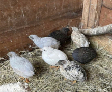 Chinese Painted Quail 