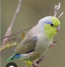 Pair Celestial Parrotlets 