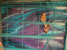 For Sale pair of bengalese finches