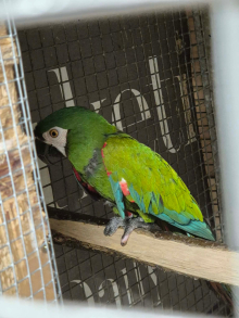 Severe Macaw Male